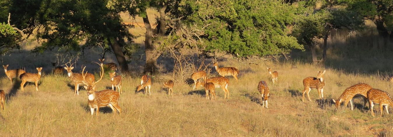 Texas Exotic Hunts