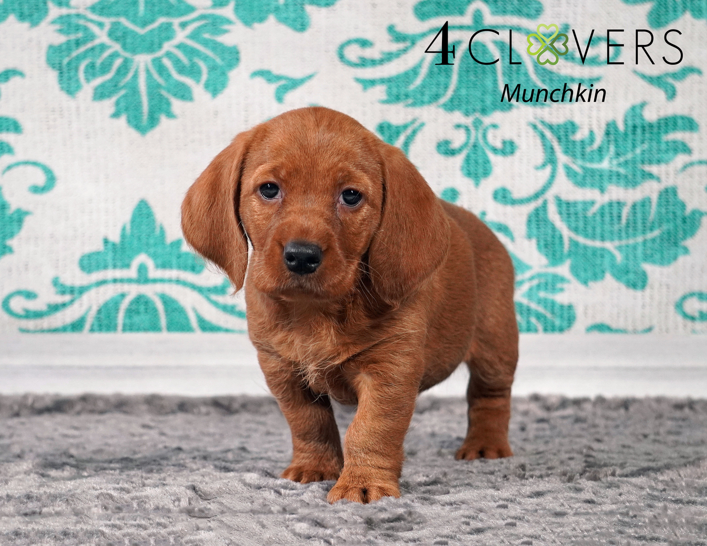 Basset fauve de bretagne puppies 2024 for sale