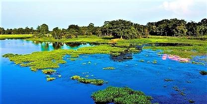 Assam Tourism Packages Best Sightseeing Attractions Assam Plan book Online Holiday Package Trips Guidance To Kaziranga Jungles Kamakhya Temples