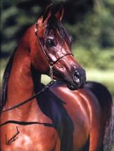 Top Arabian Horses For Sale And Lease - Deborah Brunhild : Other