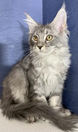 Maine Coon Kittens