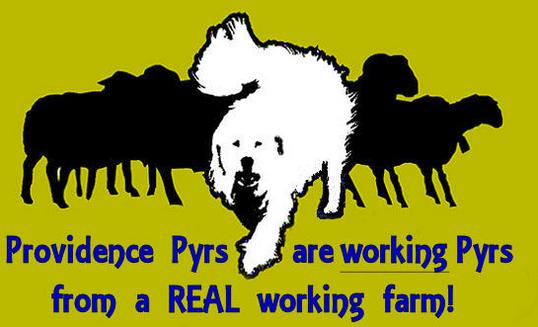 Great Pyrenees puppies ~ Wells' Providence AKC Registered Livestock Guardian Dogs and puppies