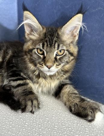 Maine Coon Kittens