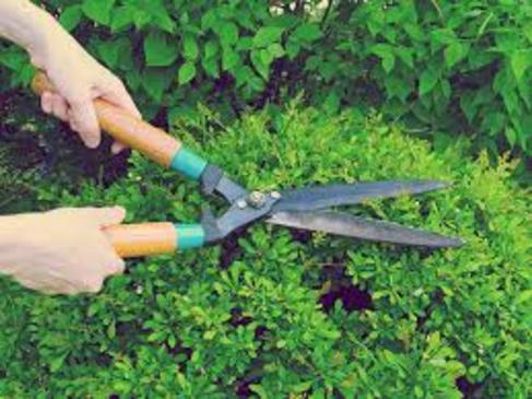 COST FRIENDLY GARDEN MAINTENANCE RGV HOUSEHOLD SERVICES