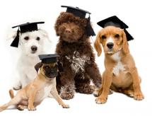 Puppy & Manners Classes