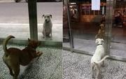 automatic pets door