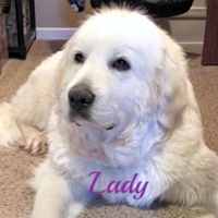 Great Pyrenees puppies ~ Wells' Providence AKC Registered Livestock Guardian Dogs and puppies