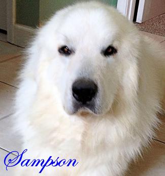 Great Pyrenees puppies ~ Wells' Providence AKC Registered Livestock Guardian Dogs and puppies