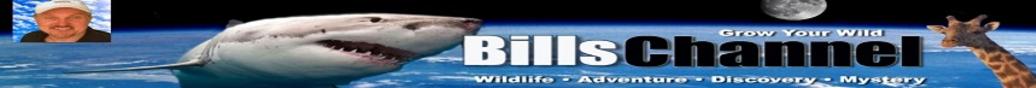 https://www.youtube.com/user/billschannel