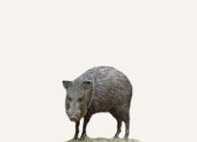 Javelina Hunting