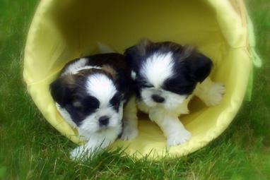 Contact us near Minneapolis, Minnesota to adopt a purebred, Sweetwater Shih Tzu