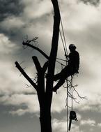 Tree Climber silhouette, Hamilton Tree Removal, Tree service logo