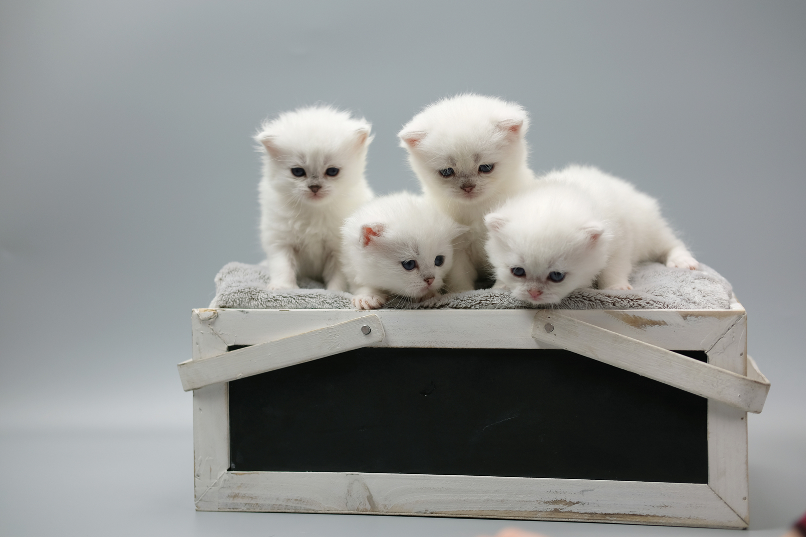 British Shorthair Longhair Cats Kittens