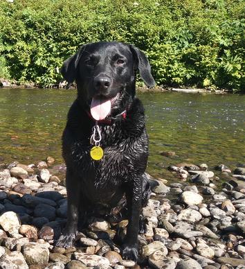 Black Labrador Puppy Kennels near me