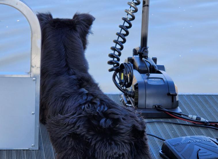 Dogs that like water sports