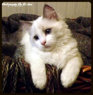 Shawnee Ragdolls Pennsylvania Ragdoll Kitten Breeder