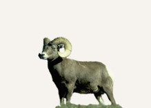 Hunting Big Horn Sheep Washington