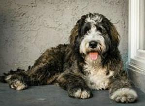 adult brindle bernedoodle