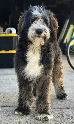 adult standard brindle bernedoodle