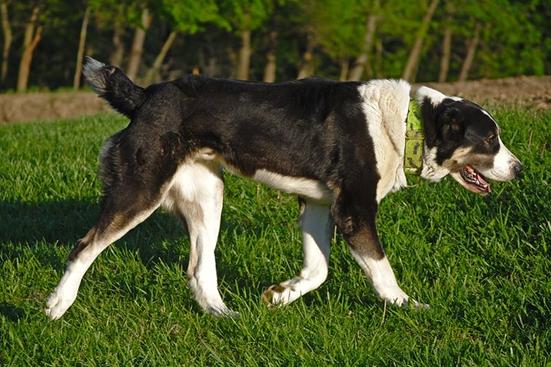 can a doberman pinscher and a central asian shepherd dog be friends