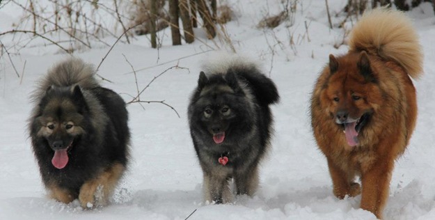 Edelweiss Eurasiers, Eurasier, Eurasier Breeed, Eurasier Puppy, Eurasier Puppies, Eurasier pup, Pacific Coast Kennel, Eurasier dog, Pet, dog, puppy, pup, Eurasier Breeder, Eurasier pups available, Eurasier dog