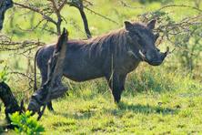 The warthog and mongoose pictures from Africa Safari in Tanzania