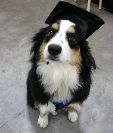 Nature Coast Aussies