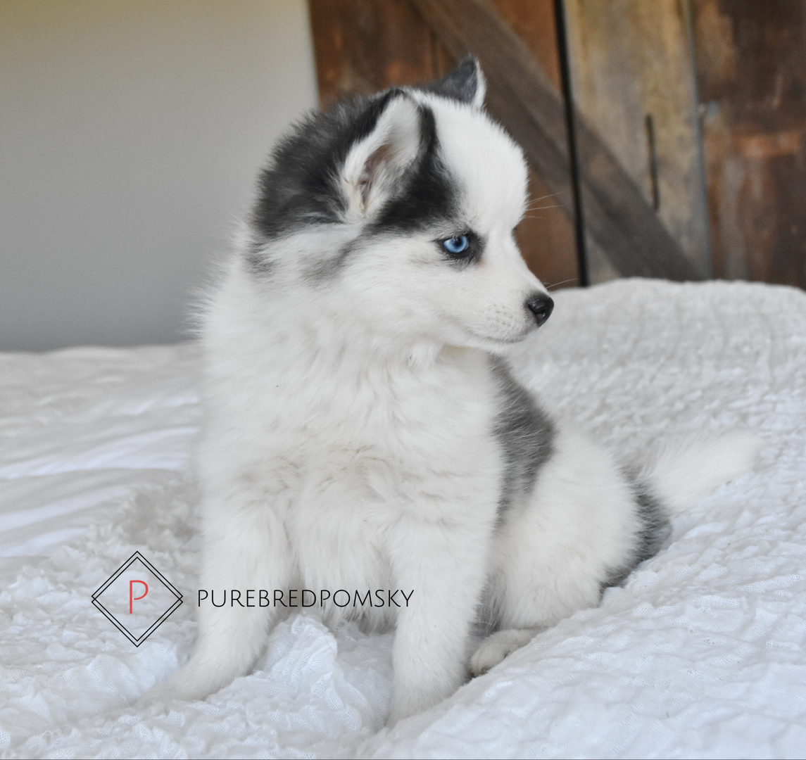 is a pomsky a registered breed