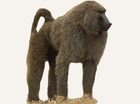 Central African Republic Baboon