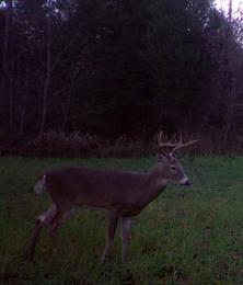 8 point buck