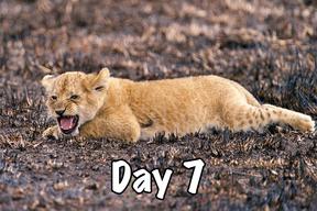 taasa africa tanzania safari wild animals