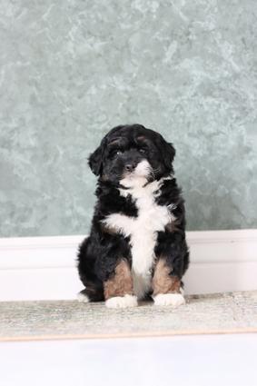 microbernedoodle