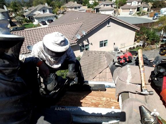 San Diego, OC Bee Removal, Eco-Friendly bee removal service