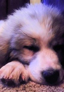 Great Pyrenees puppies ~ Wells' Providence AKC Registered Livestock Guardian Dogs and puppies