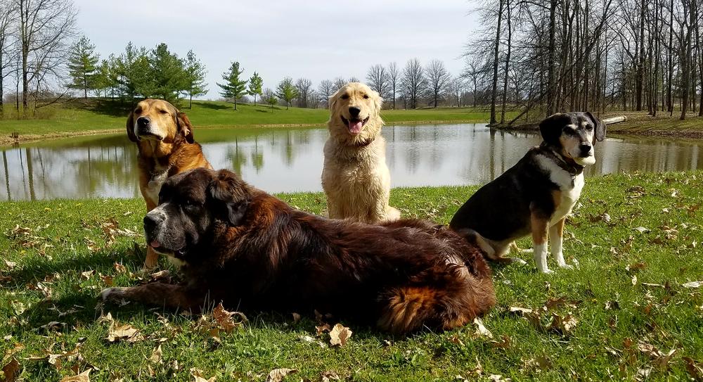 Dog Training, Boarding Chris Deboard Dublin, Oh