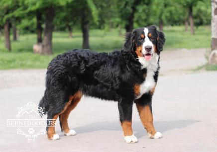 Nova Bernese Mountain Dog