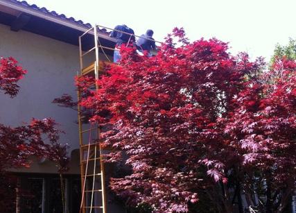 Red tree, men working on roof