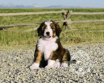 Sable and sales white bernedoodle