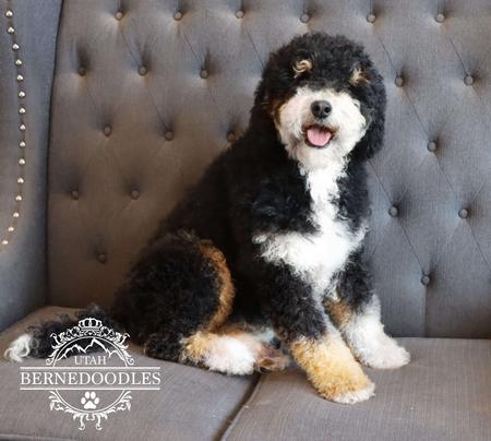 Bernedoodle f1b puppies for 2024 sale