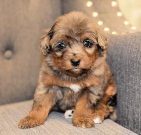 merletinybernedoodle