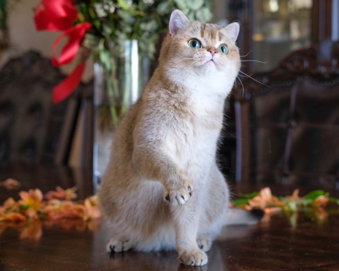 British Shorthair Longhair Cats Kittens