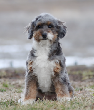 Mia Mini Bernedoodle