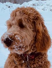 Pacific Northwest Goldendoodles