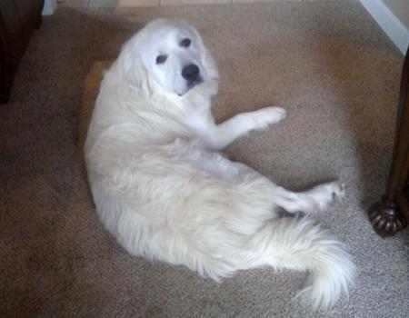 Great Pyrenees puppies ~ Wells' Providence AKC Registered Livestock Guardian Dogs and puppies