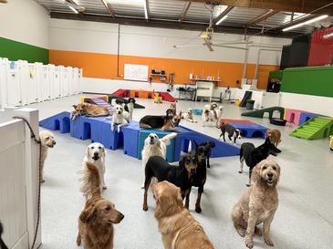 Dog Boarding