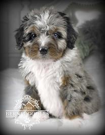 Tricolor Merle Min Bernedoodle