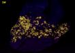 fluorescing NORBERGITE, FLUOROPHLOGOPITE, GRAPHITE, CALCITE - Franklin Quarry (Braens Quarry; Moses Bigelow Quarry; Farber Quarry), Franklin Marble, Franklin, Franklin Mining District, Sussex County, New Jersey, USA - for sale