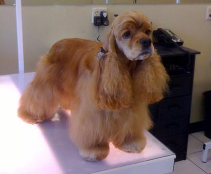 <img src="https://www.dandyspetgrooming.com/viva.jpg" alt="Dandy's Viva" />