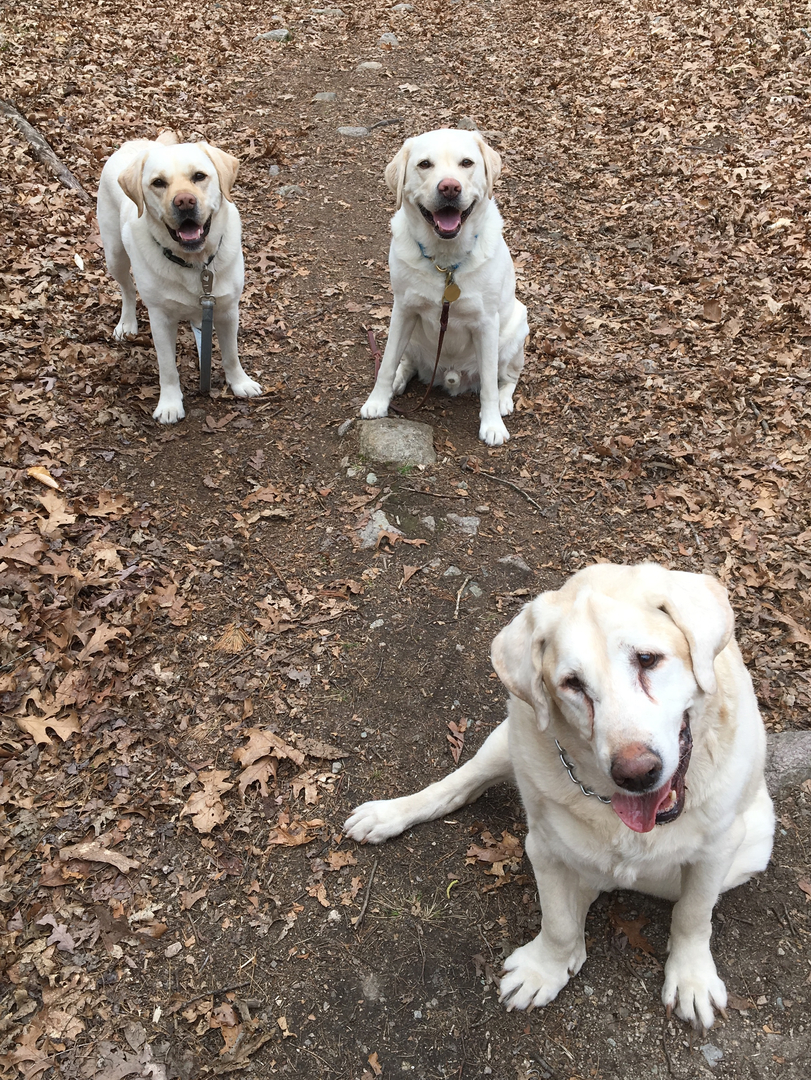 Westwood dog walkers fashion