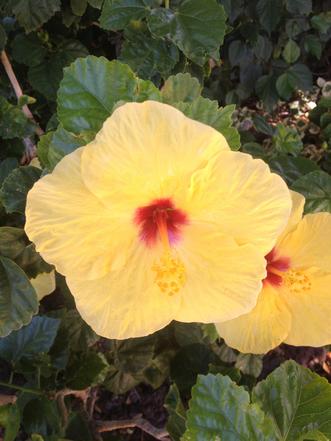 Yellow Hibiscus flowers